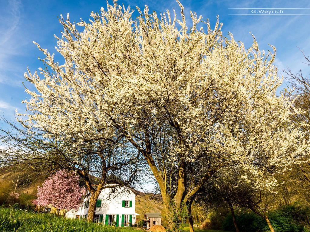 Zimmer Am Markt ทราเบิน-ทราร์บาค ภายนอก รูปภาพ